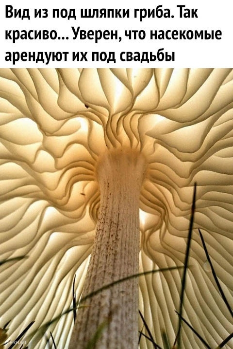 Пошлые приколы