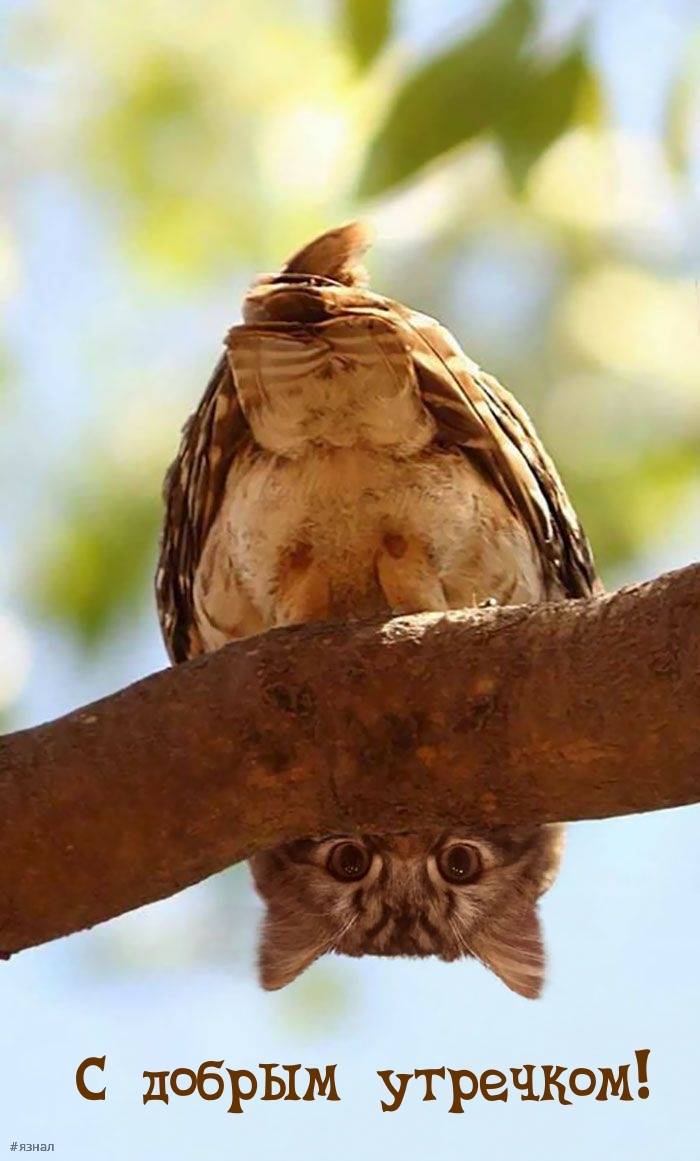 Доброе утро