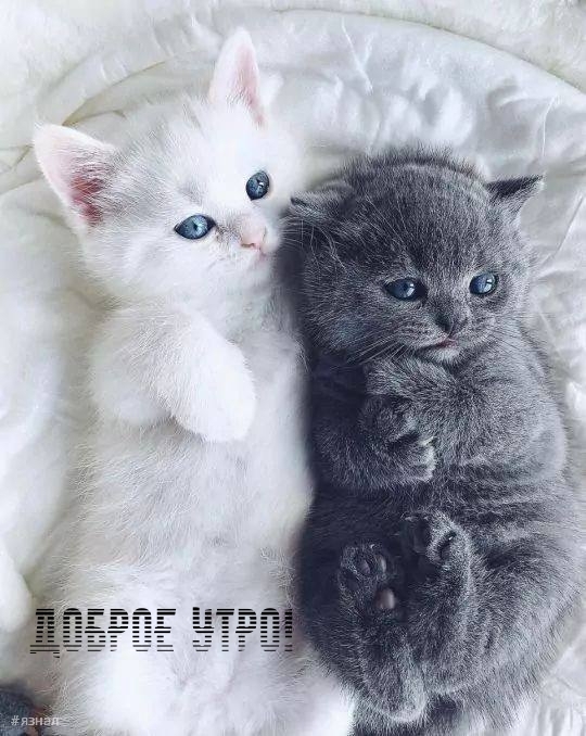 Доброе утро