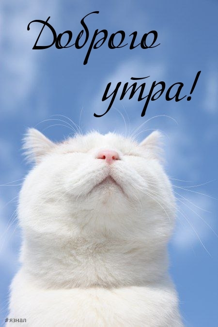 Доброе утро