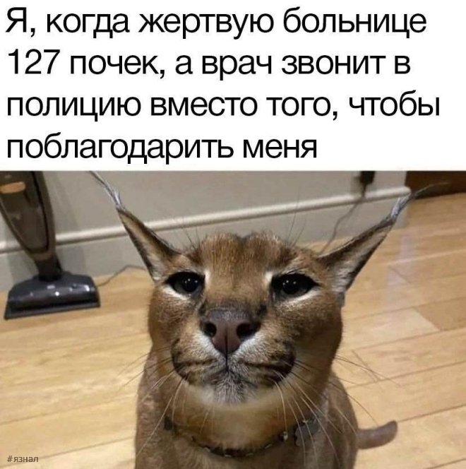 Мемы и приколы