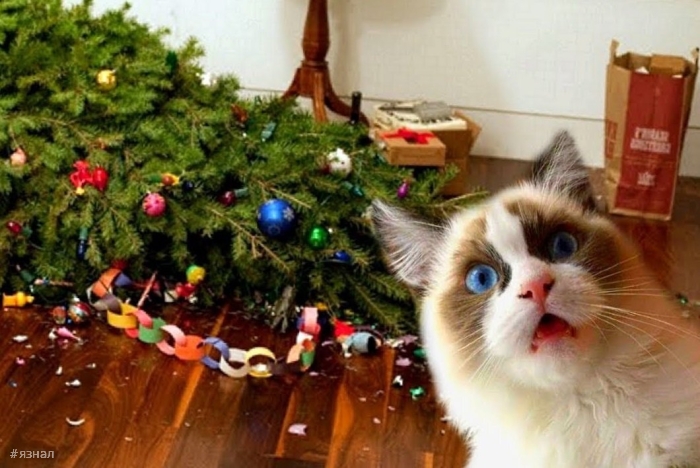 Смешные новогодние приколы в картинках и фото