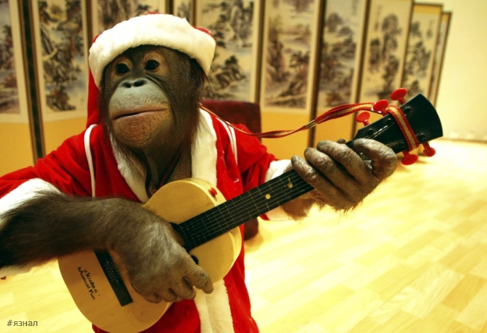 Смешные новогодние приколы в картинках и фото