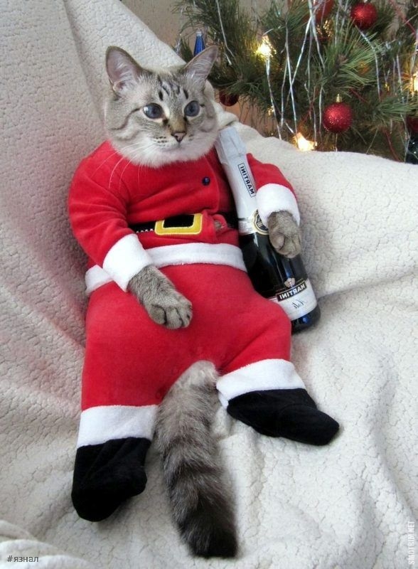 Смешные новогодние приколы в картинках и фото