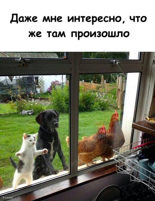 Смешные мемы