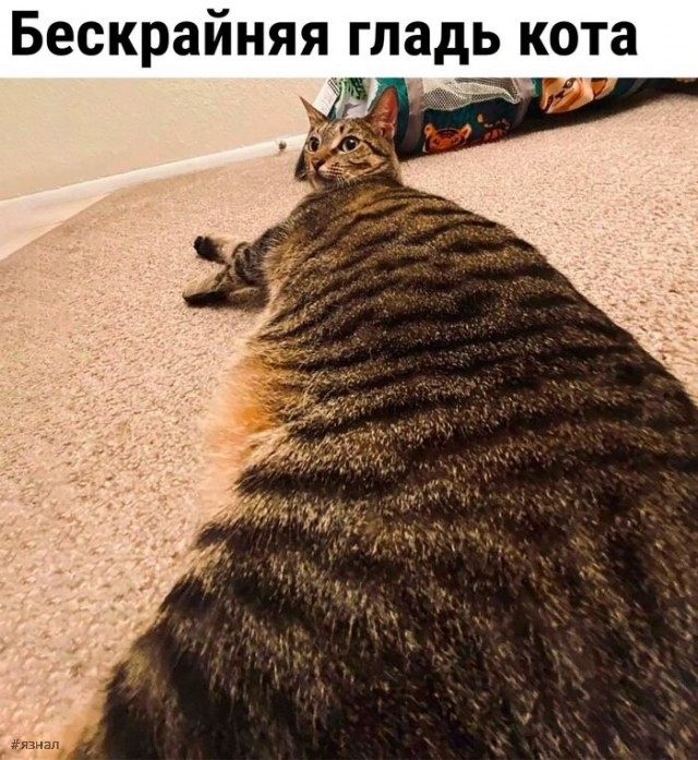 Картинки для хорошего настроения