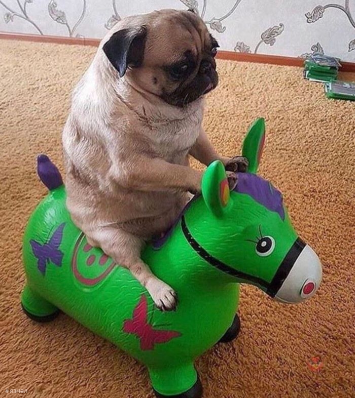 Смешные мемы и приколы