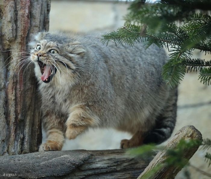 Смешные мемы и приколы