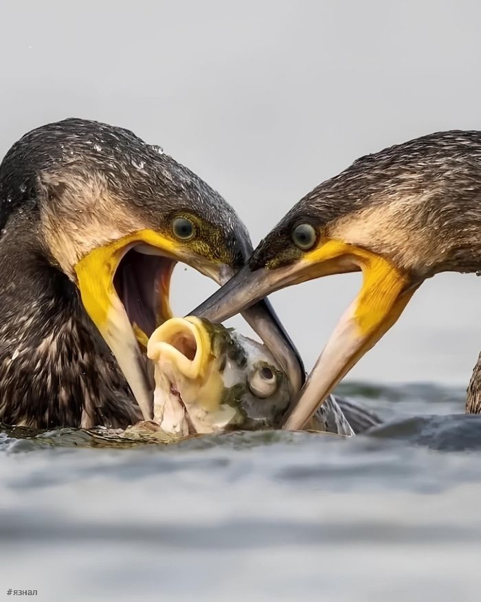 Смешные мемы и приколы