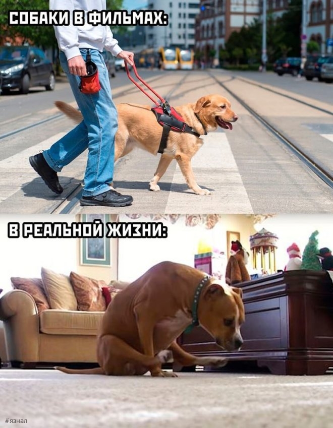 Смешные картинки