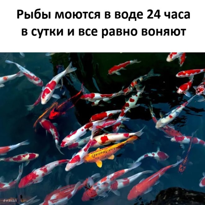 Смешной мем