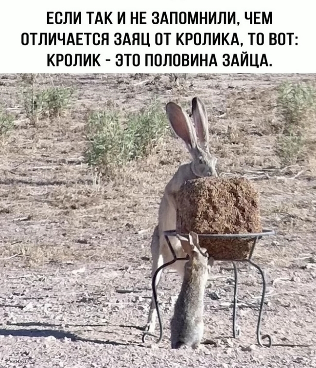 Юмор для всех