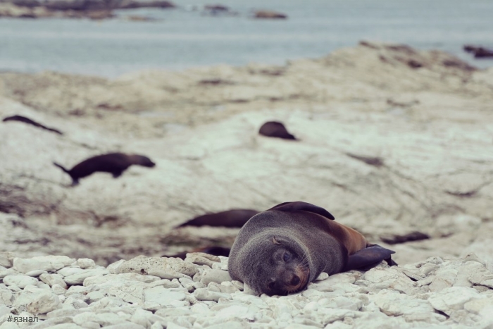 Красота Новой Зеландии