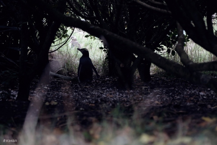 Красота Новой Зеландии