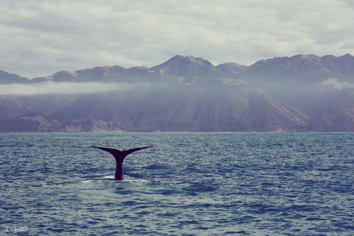 Красота Новой Зеландии