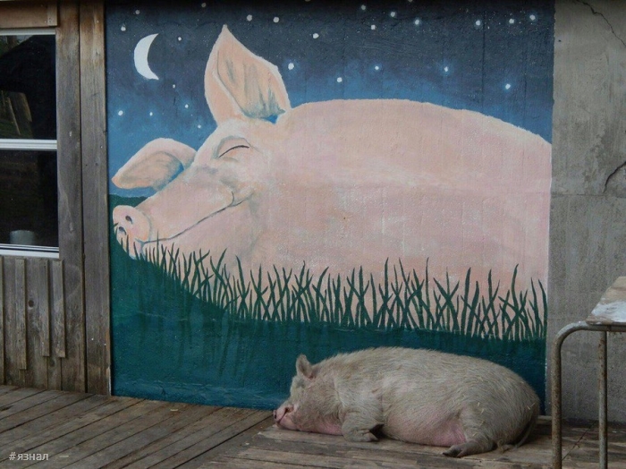 Позитивные фото для хорошего настроения