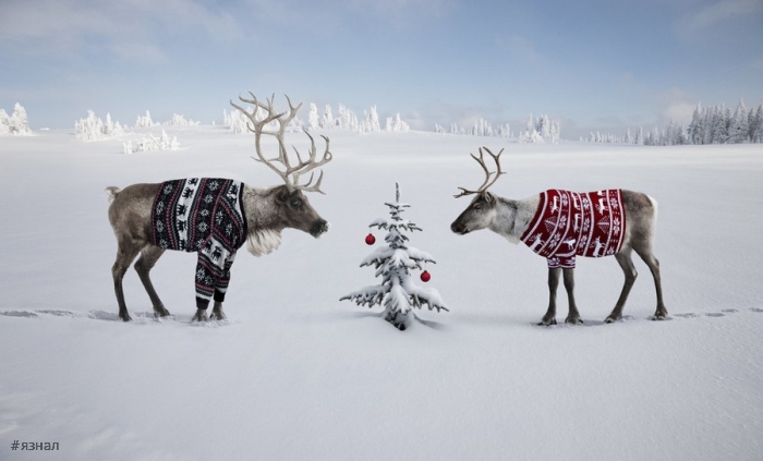 Позитивные фото приколы