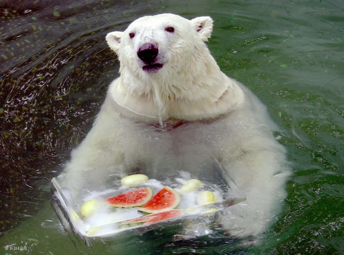 Позитивные фото приколы