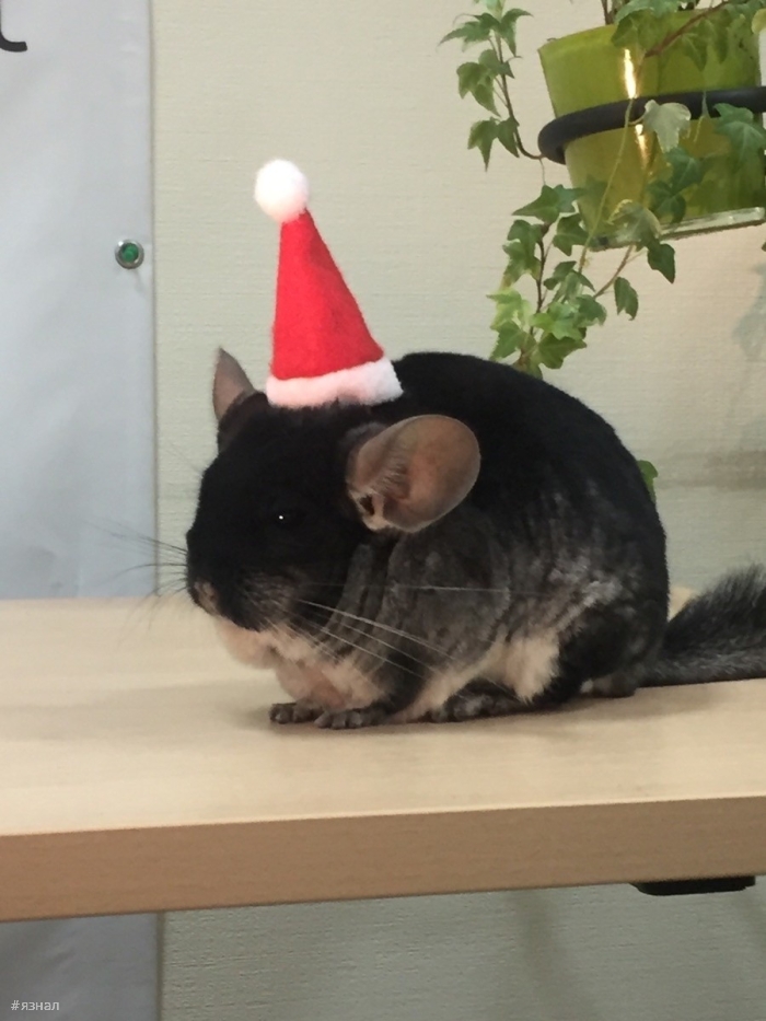 Позитивные фото приколы