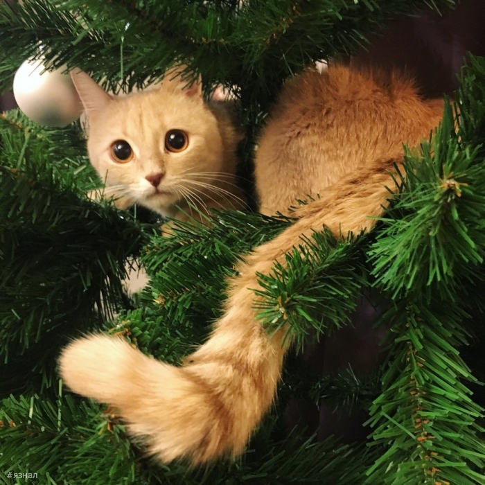 Позитивные фото приколы