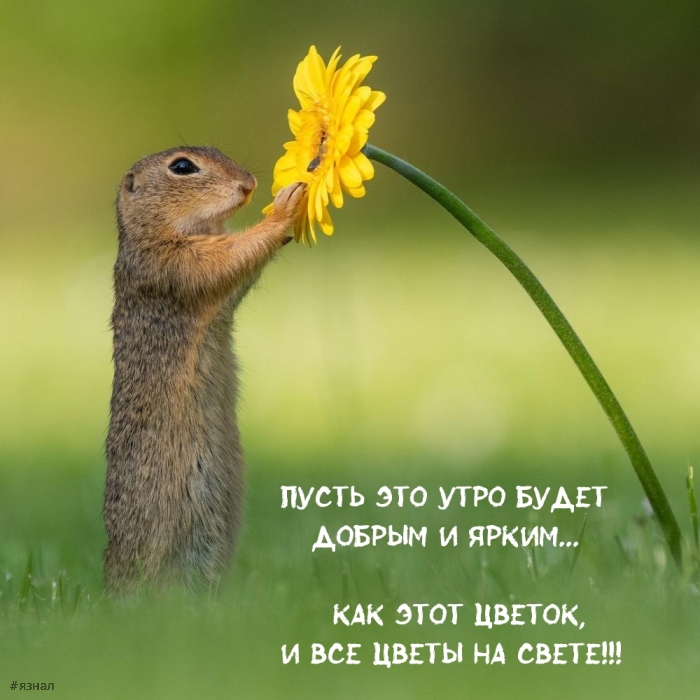 С добрым утром