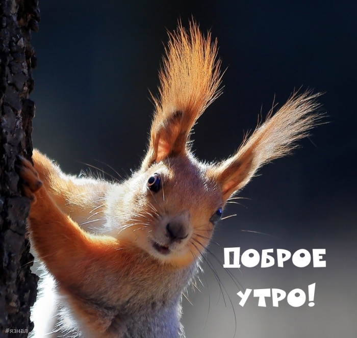 С добрым утром