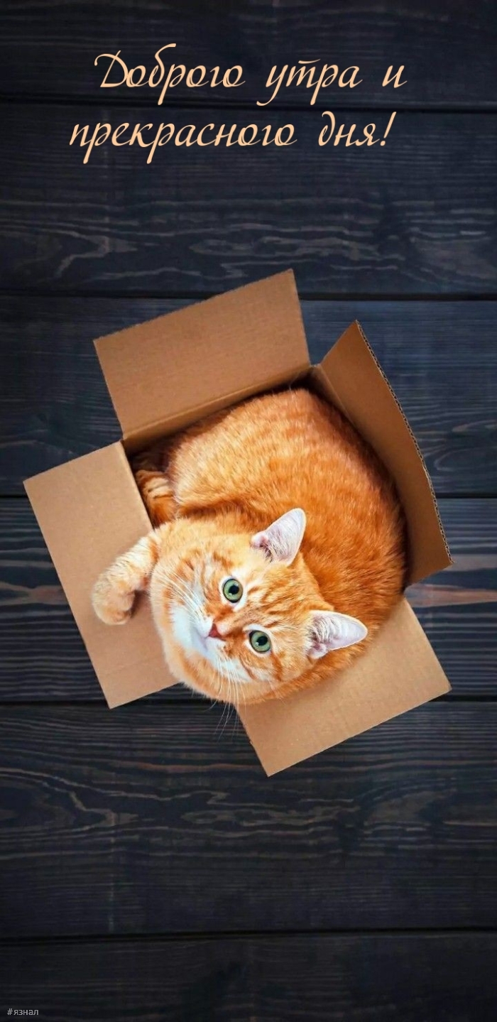 Доброе утро - картинки с котиками
