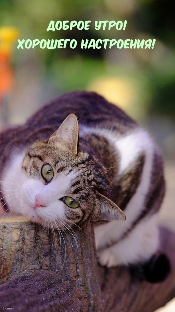 Доброе утро - картинки с котиками