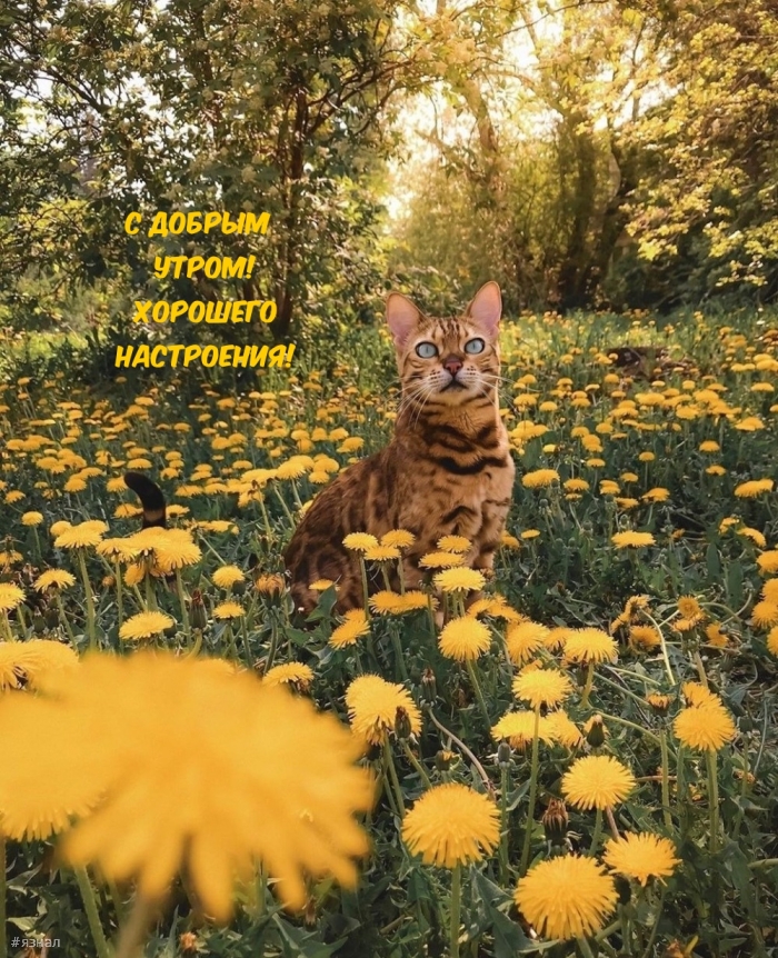 Доброе утро - картинки с котиками
