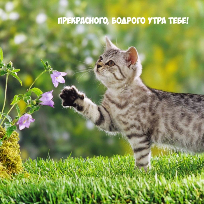 Доброе утро - картинки с котиками