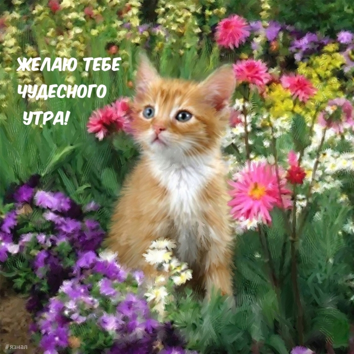 Доброе утро - картинки с котиками