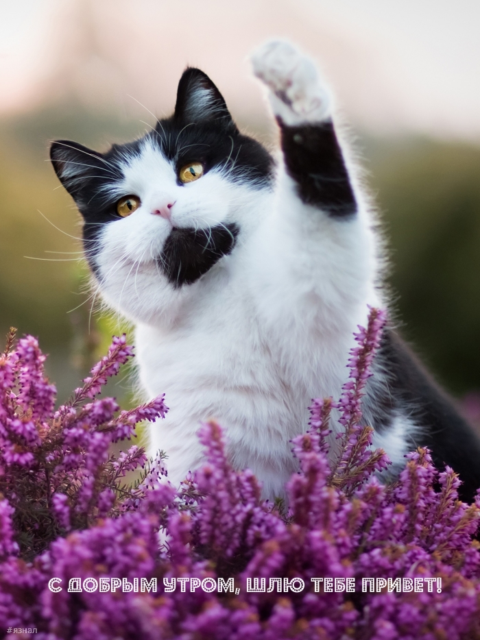Доброе утро - картинки с котиками