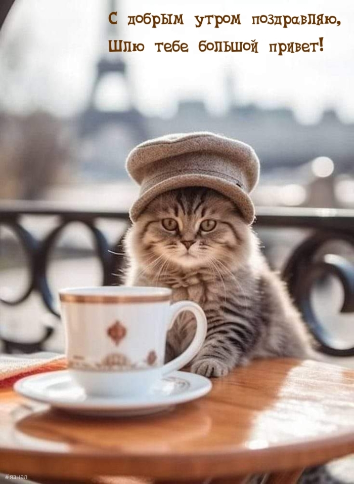 Доброе утро - картинки с котиками