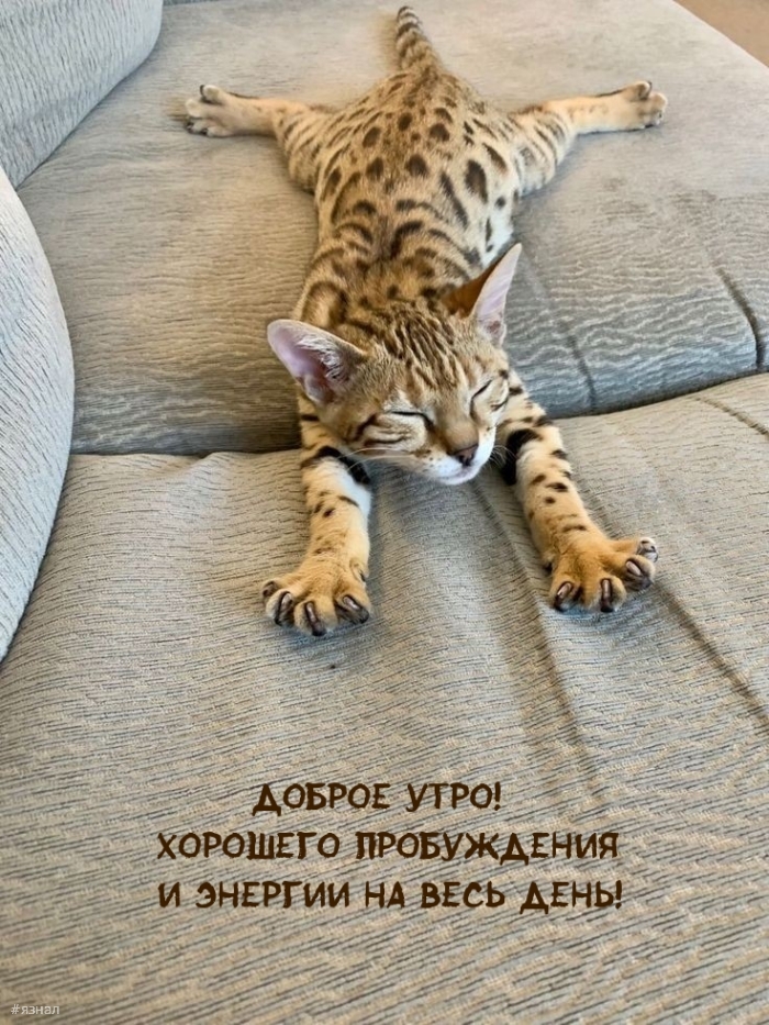 Доброе утро - картинки с котиками