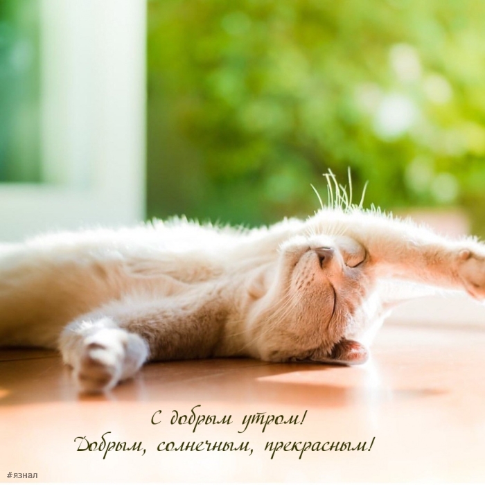 Доброе утро - картинки с котиками