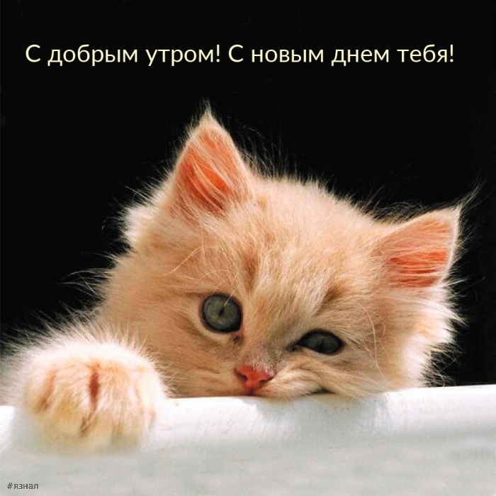 Доброе утро - картинки с котиками