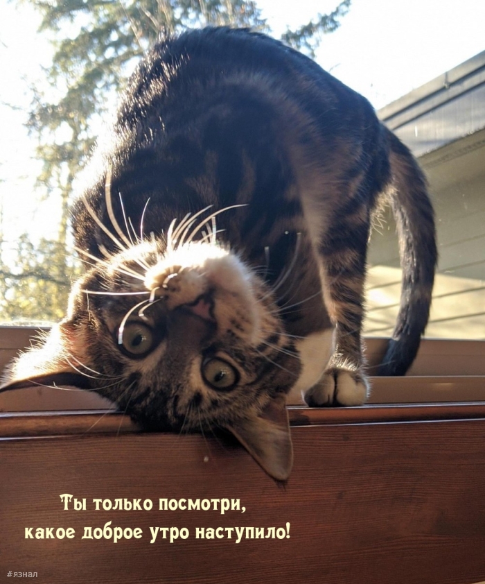 Доброе утро - картинки с котиками