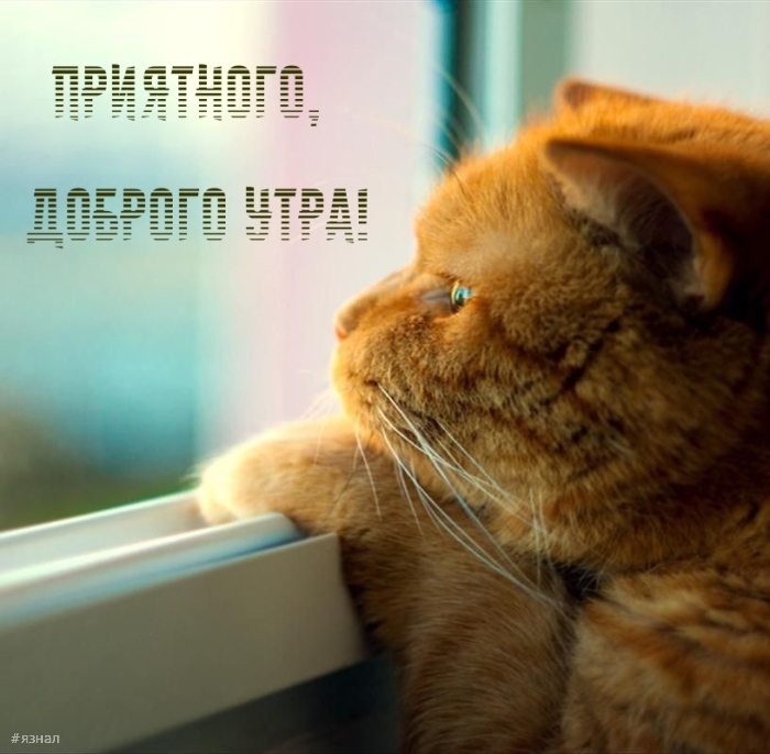 Доброе утро - картинки с котиками