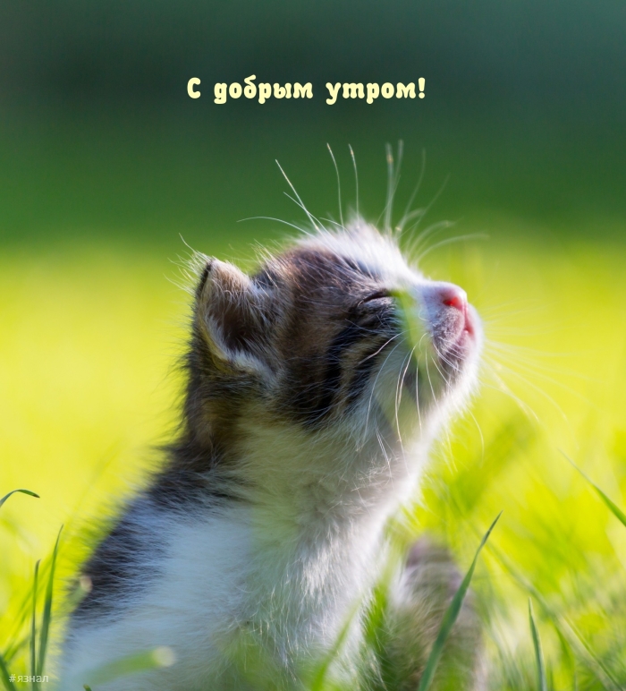 Доброе утро - картинки с котиками