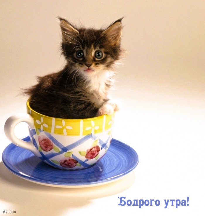 Доброе утро - картинки с котиками