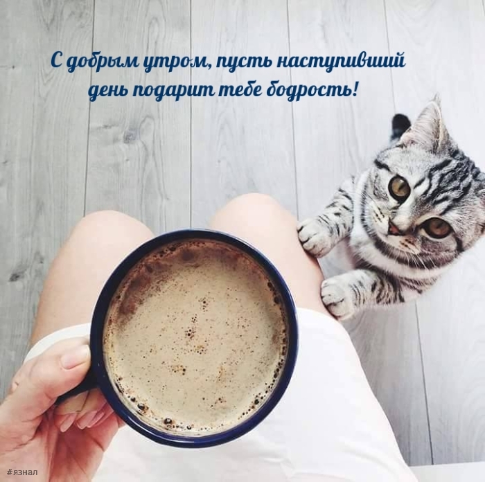 Доброе утро - картинки с котиками