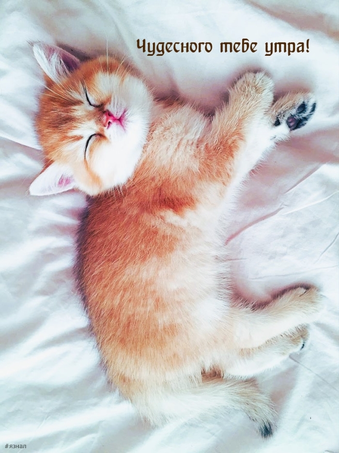 Доброе утро - картинки с котиками