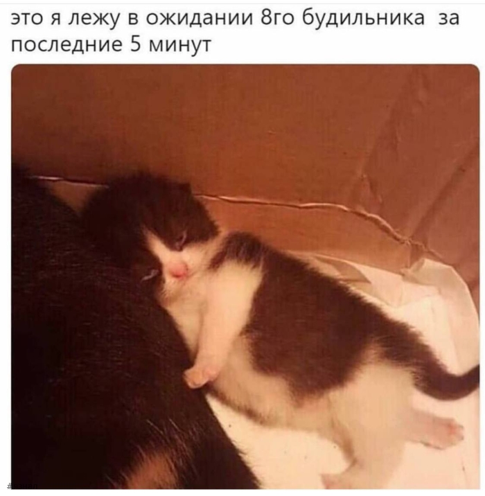 Топ мемы
