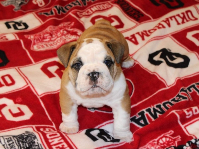 Позитивные пёсики