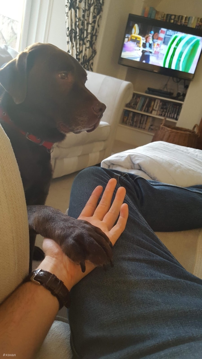 Позитивные пёсики