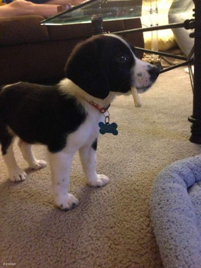 Позитивные пёсики