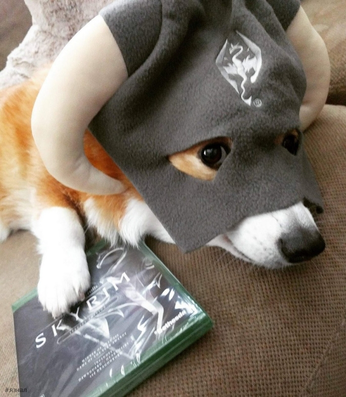 Позитивные пёсики