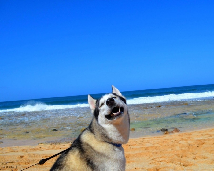 Позитивные пёсики