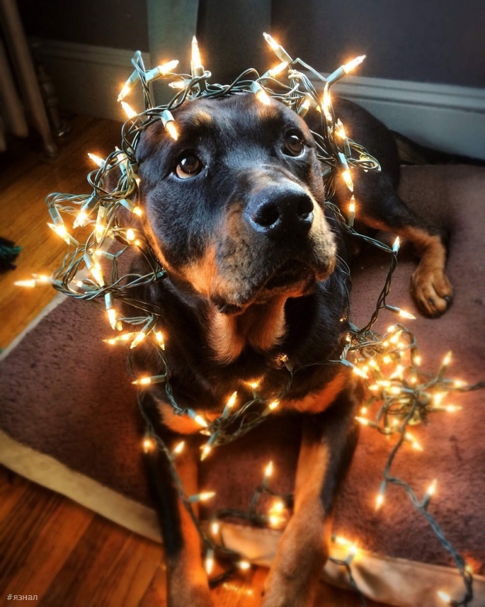 Позитивные пёсики