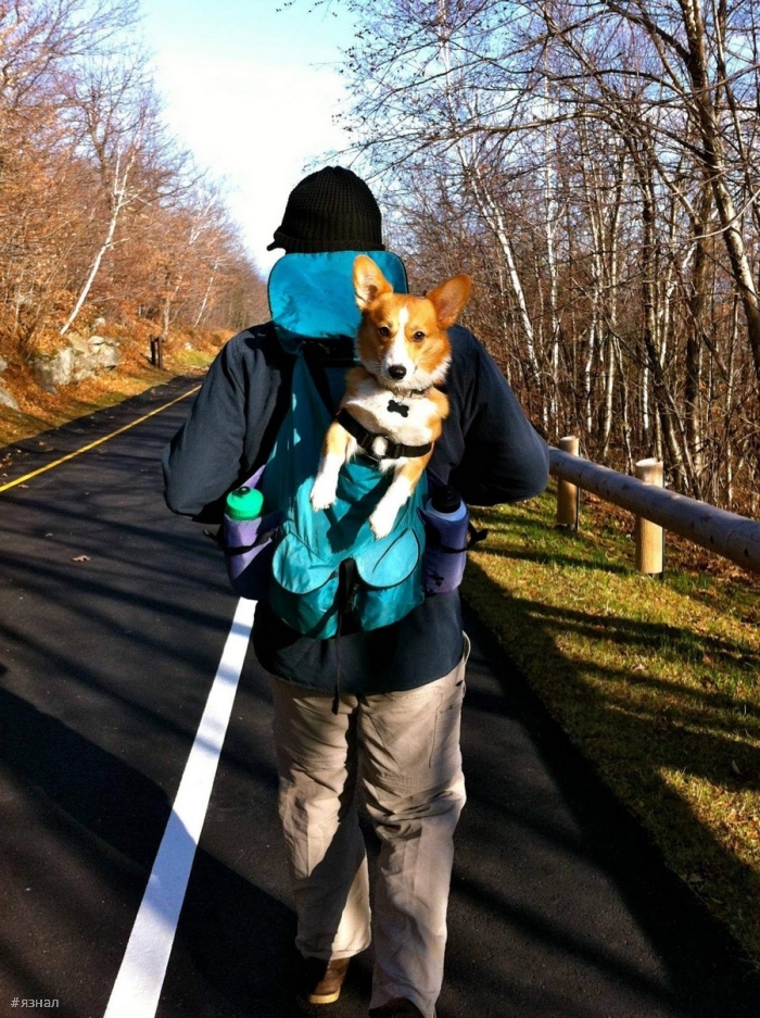 Позитивные пёсики